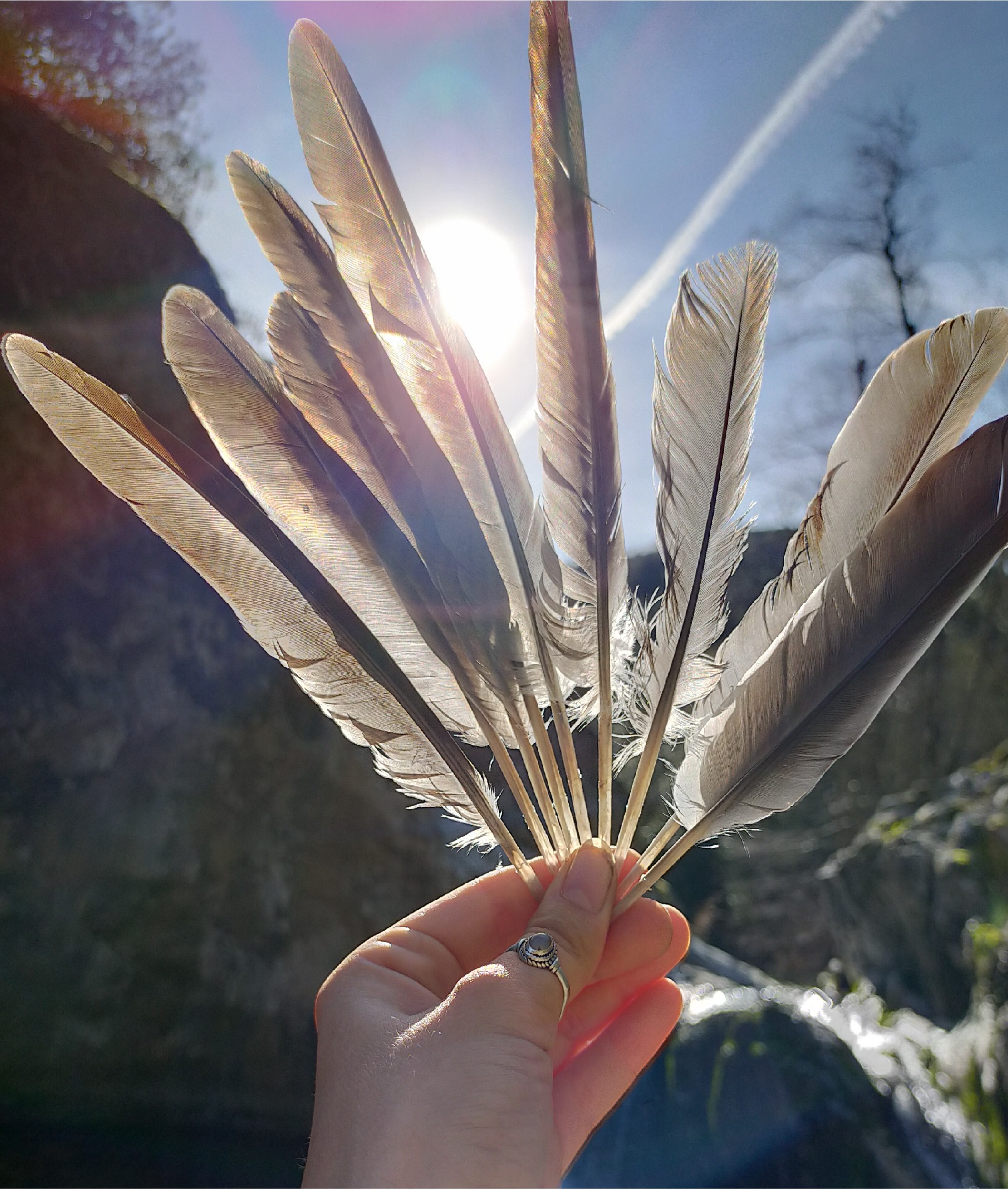 Plumes